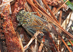 Neocicada hieroglyphica