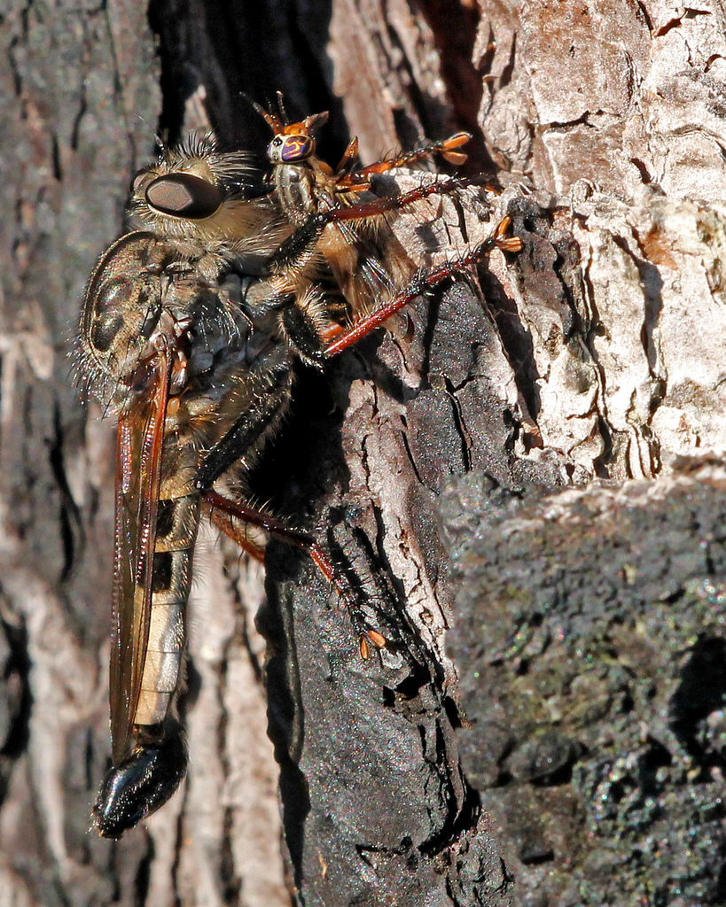 Pine-trunk Hammertail
