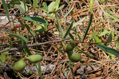 Asimina reticulata