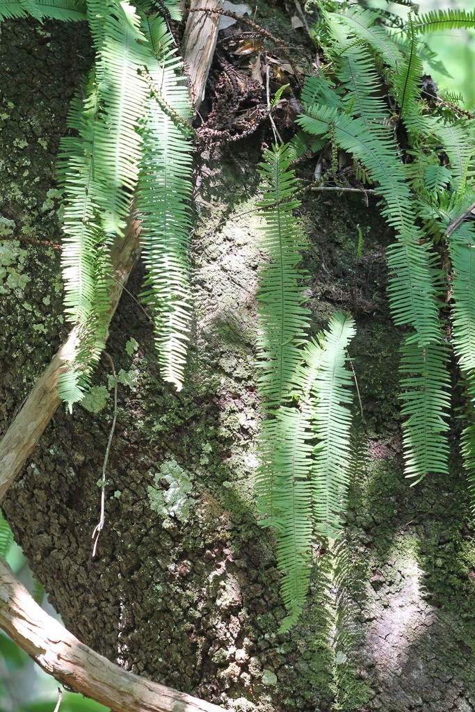 Palmleaf Rockcap Fern