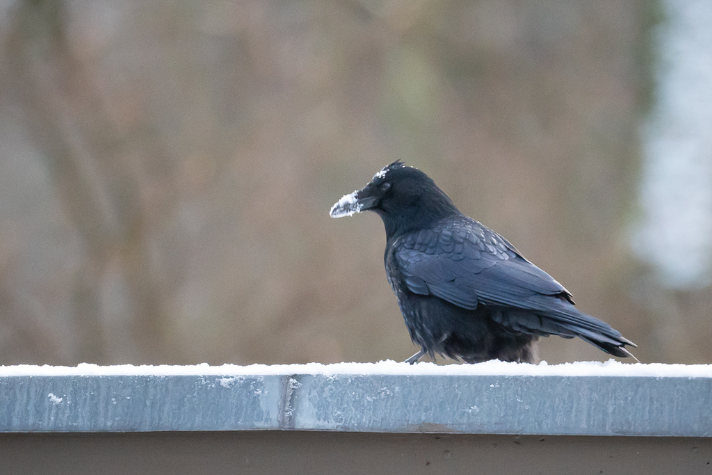 January Crow Carrion Crow from 07 Jena, Germany on January 04, 2025 at 09:17 AM by ...