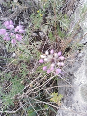 Allium cretaceum