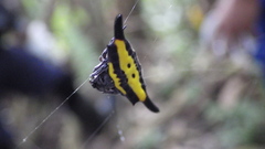 Gasteracantha hecata