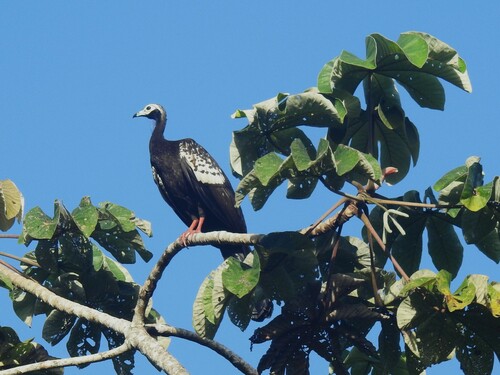 Trinidad Piping Guan (Pipile pipile), photo 7