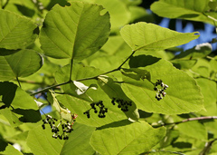 Tilia americana caroliniana