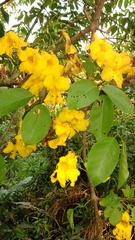 Dolichandra quadrivalvis