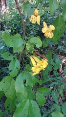 Dolichandra quadrivalvis