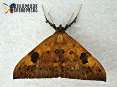 Oxyodes