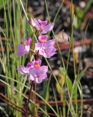 Calopogon multiflorus