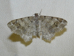 Macaria signaria