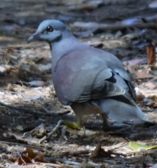 Nesoenas picturatus