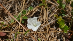 Stylisma patens angustifolia