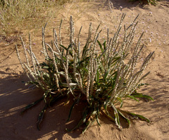 Plantago cylindrica