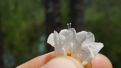 Stylisma patens angustifolia