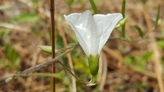 Stylisma patens angustifolia