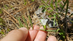 Stylisma patens angustifolia