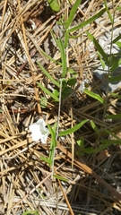 Stylisma patens angustifolia