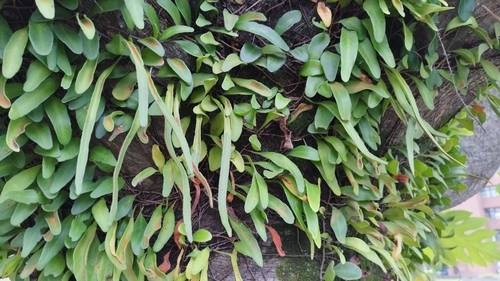 Foto de Chifre-de-veado