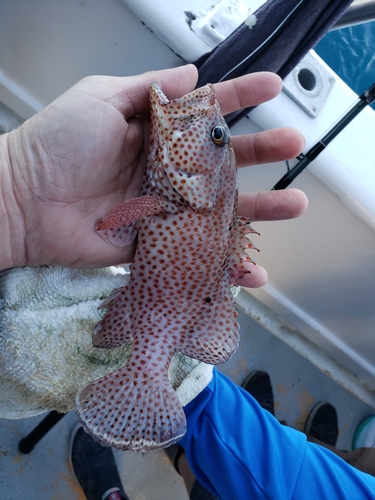 Photo of Graysby (Cephalopholis cruentata)
