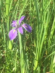 Iris giganticaerulea