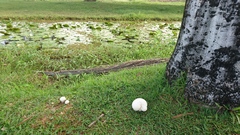 Fungi