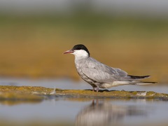 Whiskered Tern photo 2