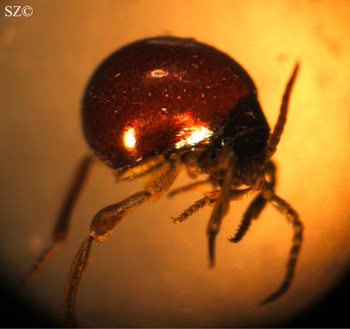 Gibbium psylloides, 2025-01-04