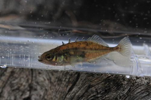 Brook Stickleback