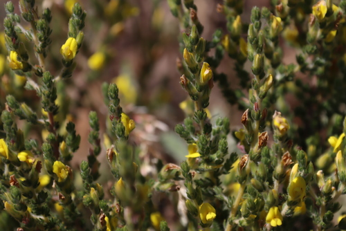 Image of Aspalathus ericifolia by (c) Tony Rebelo, some rights reserved (CC BY-SA)