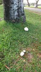 Fungi