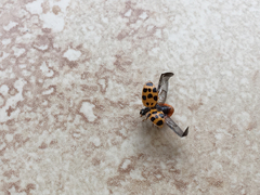 Harmonia axyridis