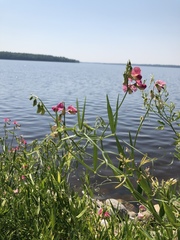 Lathyrus