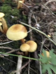 Hypholoma fasciculare