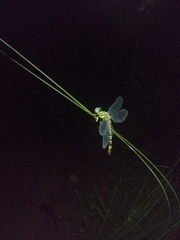 Paragomphus lineatus