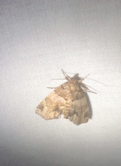 Cutina distincta