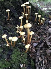 Hypholoma fasciculare