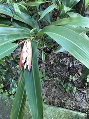 Alpinia zerumbet