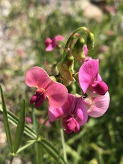 Lathyrus