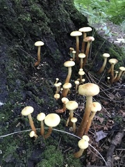 Hypholoma fasciculare