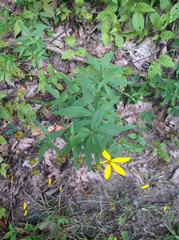 Coreopsis major