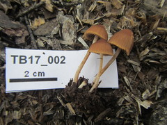 Psathyrella lutensis
