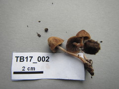 Psathyrella lutensis