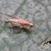 Common Scaly Crickets - Photo (c) John Himmelman, some rights reserved (CC BY-NC-ND), uploaded by John Himmelman