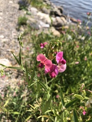 Lathyrus