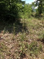 Digitalis laevigata laevigata