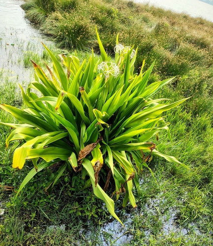 Foto de Açucena do brejo
