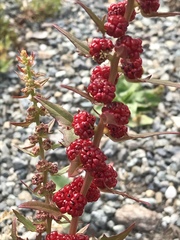 Blitum virgatum