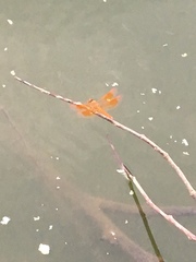 Brachythemis contaminata