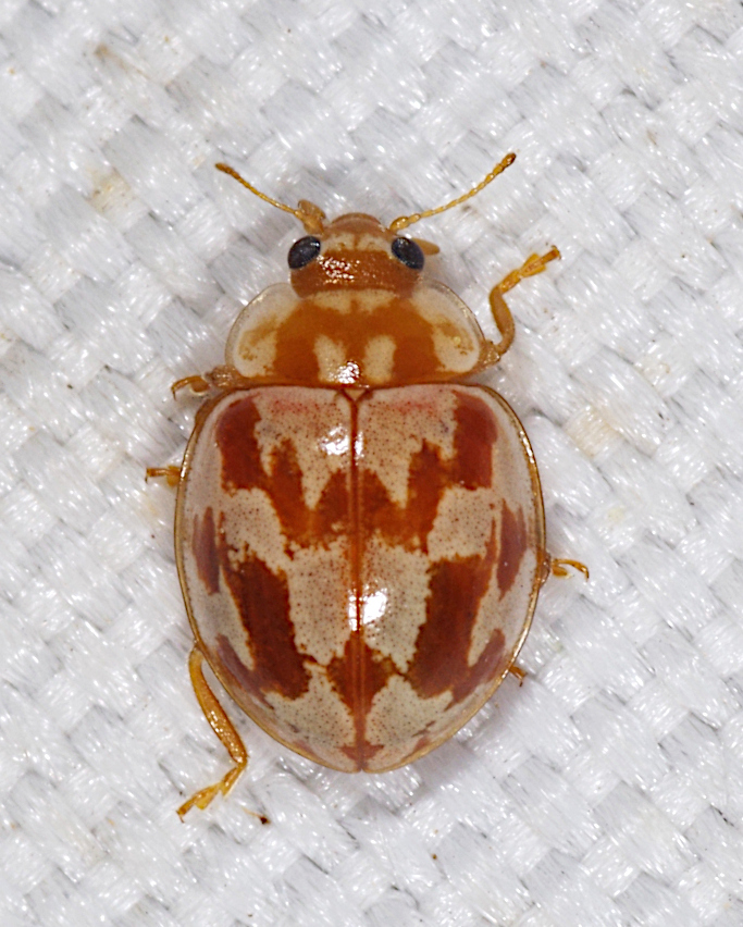 18-spot Ladybird, photo 1 of 10