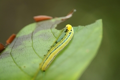 Macroglossum passalus